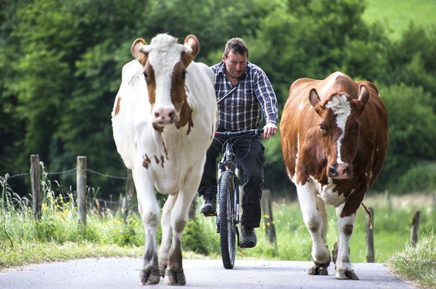 Landwirt treibt seine Kühe zur Weide Landwirt treibt seine Kühe zur Weide