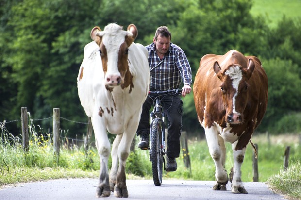 Landwirt treibt seine Kühe zur Weide