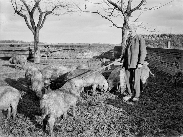 Mann mit Anzug und um ihn herum etliche freilaufende Schweine Mann mit Anzug und um ihn herum etliche freilaufende Schweine