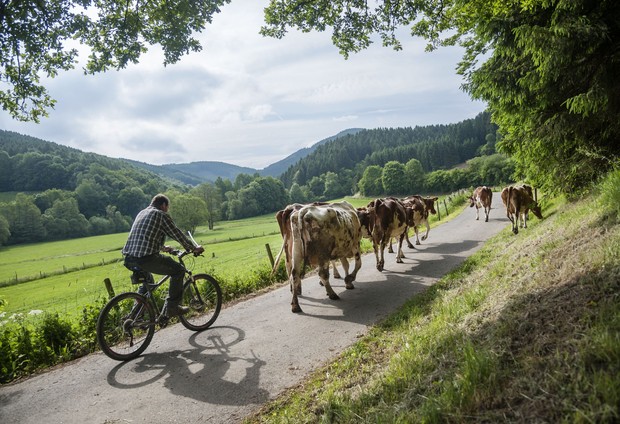 Ein Mann auf dem Fahrrad treibt Kühe vor sich her.