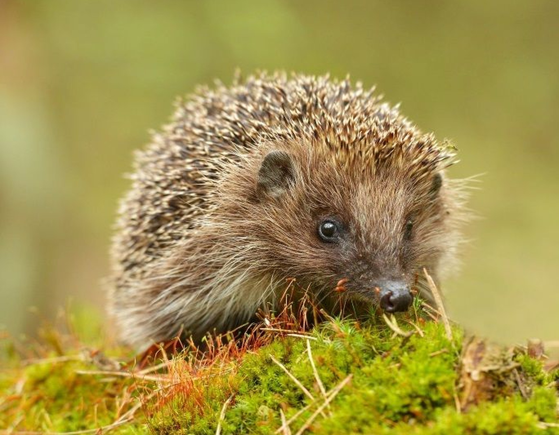 Igel